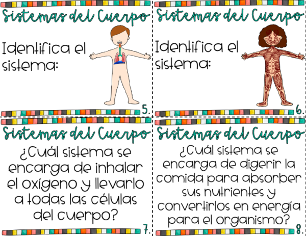 Los sistemas del cuerpo preguntas de comprensión