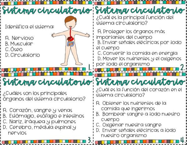 El sistema circulatorio preguntas de comprensión