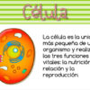 La célula tarjetas de vocabulario - Imagen 3