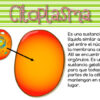 La célula tarjetas de vocabulario - Imagen 4