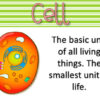 The cell vocabulary flashcards - Imagen 2