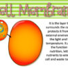 The cell vocabulary flashcards - Imagen 3