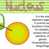 The cell vocabulary flashcards - Imagen 4
