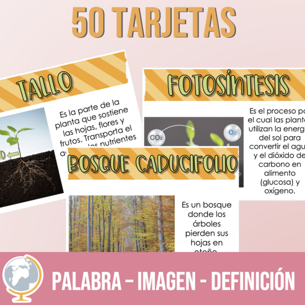 Ecosistemas tarjetas de vocabulario - Imagen 2