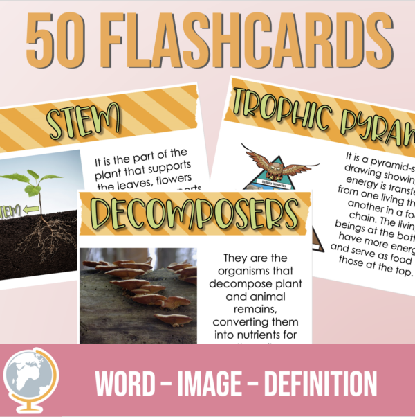 Ecosystems Vocabulary Flash cards - Imagen 2